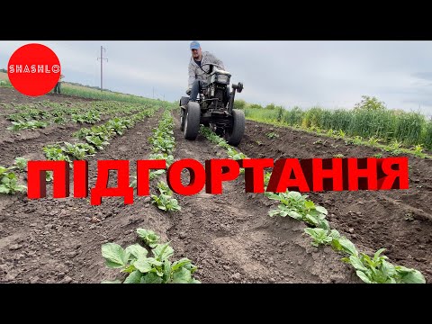 Видео: Підгортання картоплі 2024 мототрактором зробленого з мотоблока
