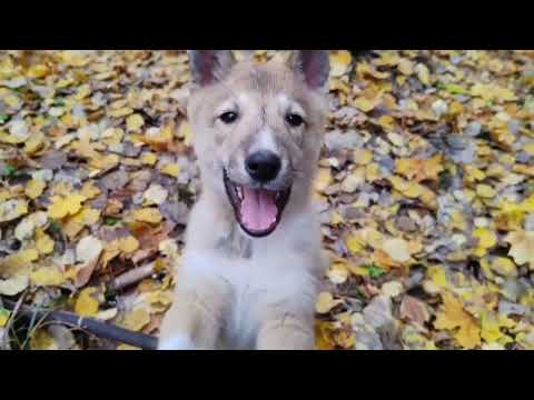 Видео: ЗСЛ Тар. Первый выход в лес.