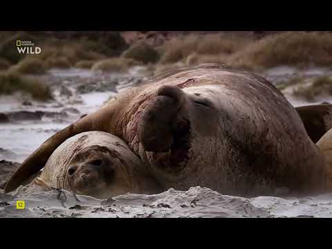 Видео: Дикие умные и смертоносные, 6 Часть. Защита.National Geographic Wild HD смотреть онлайн.