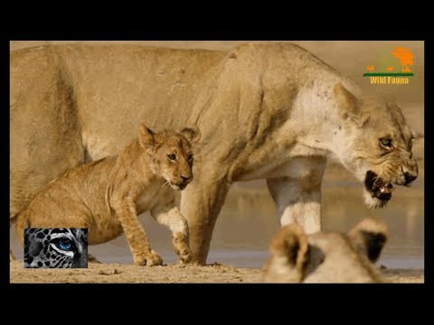 Видео: Wild Fauna / Львиная страна прайдов /Lion Country: Night and Day / Часть 3