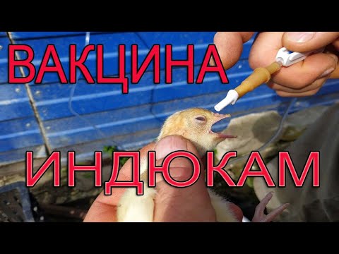 Видео: Индюшата с первых дней | Первая вакцинация от Нью касла и инфекционного бронхита