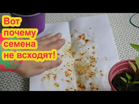 Видео: Почему семена не всходят?