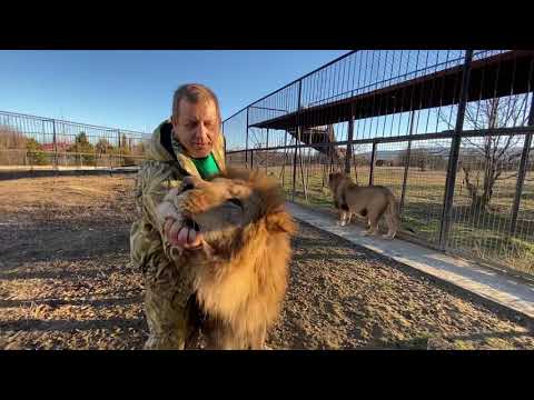 Видео: Друзья , мы помогли ЦИРКОВЫМ ЛЬВАМ и СЛОНАМ ,спасибо всем !