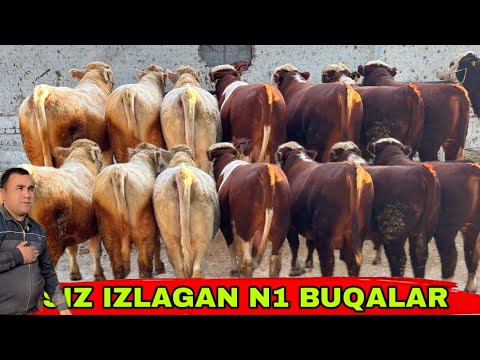 Видео: SIZ IZLAGAN N1 BUQALAR KELDI👍👍👍6 ноября 2025 г.