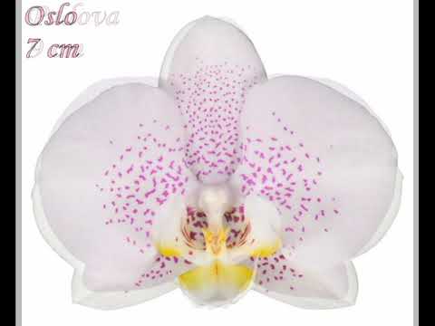 Видео: Лучшие сорта фаленопсисов Anthura (ч. 2)