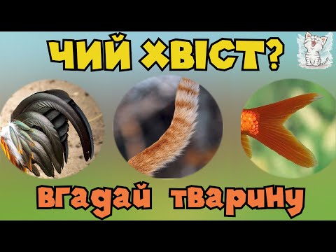 Видео: Вгадай тварину по хвосту. Домашні тварини для дітей