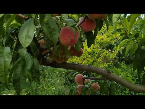 Видео: Обрезка персика от А до Я