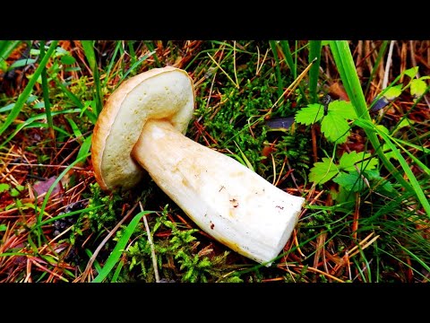 Видео: Грибы на Южном Урале ! Маслята ! Рыжики ! Грузди ! Боровики ! Опята ! Грибы которые я собираю !