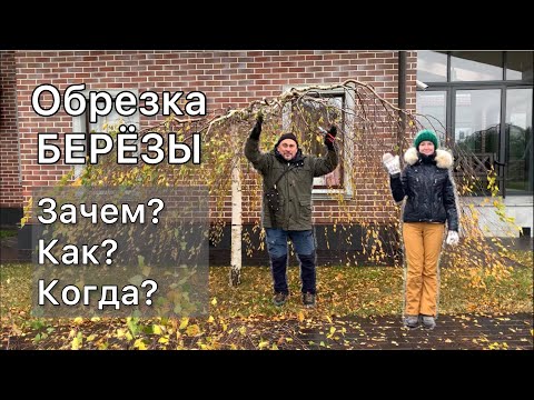 Видео: Как правильно обрезать плакучую березу на штамбе. Сроки обрезки. Приёмы. Инструменты.