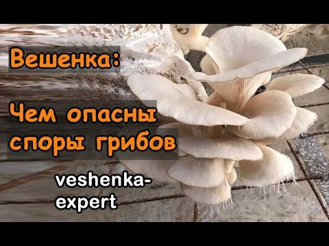 Видео: Чем опасны споры вешенки. Вредно ли работать на грибном производстве. Аллергия от спор грибов.