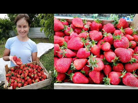 Видео: Супер подкормка для клубники.