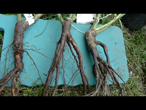 Видео: Лучший СПОСОБ  зимовки РОЗ купленных ОСЕНЬЮ.