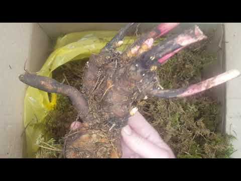 Видео: Пионы от Елены Гераськиной. Самые милые сорта в одной посылке. Распаковка.