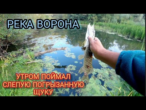 Видео: РЕКА ВОРОНА. УТРОМ ПОЙМАЛ СЛЕПУЮ ПОГРЫЗАННУЮ ЩУКУ.