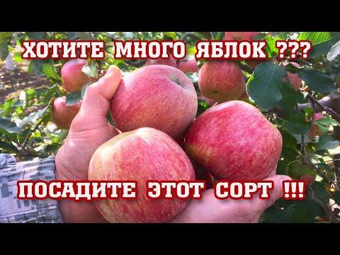 Видео: Яблоня ФУДЖИ / Apple FUJI