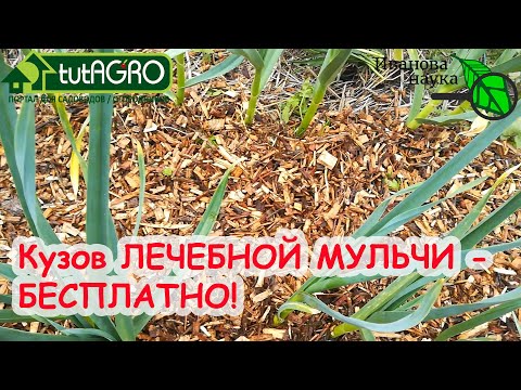 Видео: НАБРАЛ КУЗОВ ЛЕЧЕБНОЙ МУЛЬЧИ БЕСПЛАТНО - И ВЫ МОЖЕТЕ! Где достать эту мульчу для чеснока и огурцов?