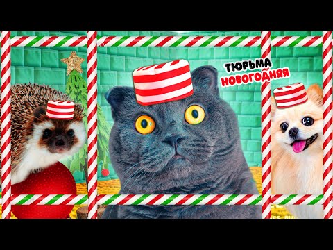 Видео: ПОБЕГ ИЗ ТЮРЬМЫ ЧЕЛЛЕНДЖ ! КТО ПОСЛЕДНИЙ покинет НОВОГОДНЮЮ ТЮРЬМУ кот БАТТЕРС ? 24 Часа ЧЕЛЛЕНДЖ