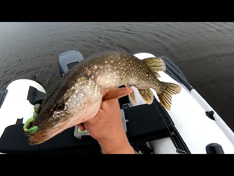 Видео: РЫБАЛКА В РАЗНЕЖЬЕ/ЩУКА/БЕРШ/ПЛОТВА/ЛЕЩ