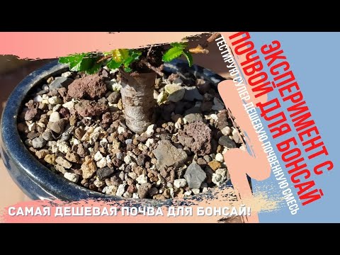 Видео: Эксперимент с дешевой почвой для БОНСАЙ. Bonsai Soil Test.
