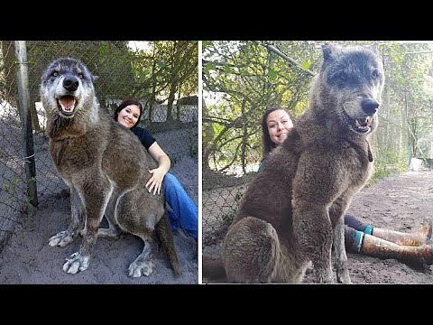Видео: Таких Аномально Больших Волков Вы Еще не Видели!