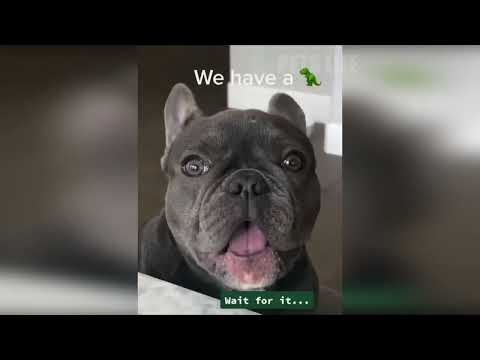 Видео: 🐶 Смейся от души под этими ЗАБАВНЫМИ видео о собаках! 😂 ВЕСЕЛАЯ СОБАКАЯ ЖИЗНЬ