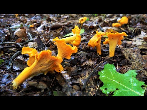 Видео: Охота на лисички. Определение. Как найти. Местонахождение. Сбор. Приготовление.