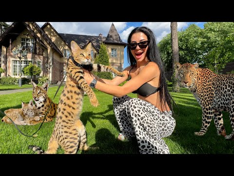 Видео: ЗАБИРАЕМ РЫСЬ СЕБЕ ДОМОЙ / Кошки и Собаки в ОДНОМ ДОМЕ !