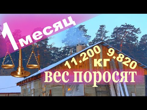 Видео: свиноматки и поросята , пред старт и каша.