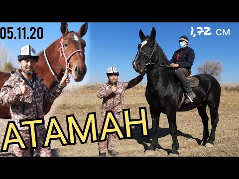 Видео: АТАМАН 😱 Совсем чоң АТ САЯПКЕРДИН АТТАРЫ КӨРӨБҮЗ👍 ЖАКСА ЧАЛ