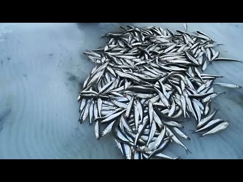 Видео: Корюшка. Врубило сумасшедший клёв. 250шт. за 2.5 часа. Финский залив. Южная дамба. Зимняя рыбалка.