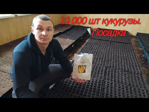 Видео: Бизнес на кукурузе. Часть 1