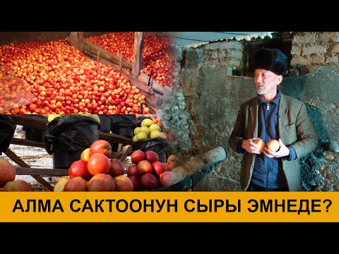 Видео: АЛМА САКТООНУН СЫРЫ ЭМНЕДЕ? НООКАТ АЛМАСЫ