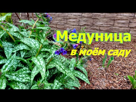 Видео: Медуница в моём саду. Сорта, уход, размножение.
