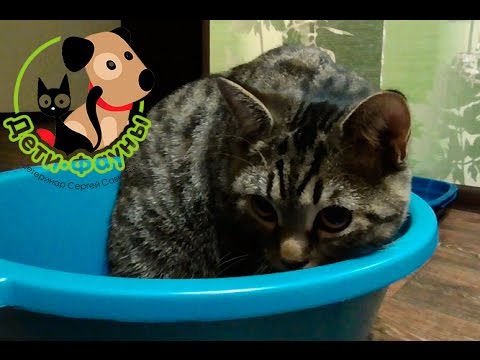 Видео: Кот стал гадить. Почему кот стал гадить? Основные причины и что делать?