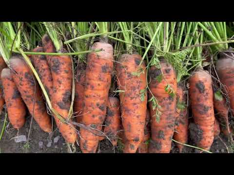 Видео: КРУПНАЯ И ЗДОРОВАЯ МОРКОВКА | СОБИРАЕМ УРОЖАЙ МОРКОВИ