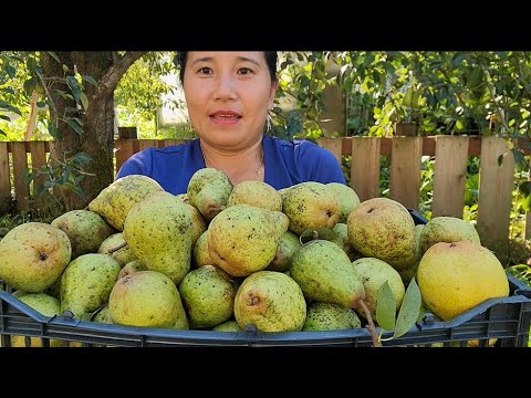 Видео: БЕСПЛАТНЫЙ СБОР ЖЕМЧУГА В США. ВАМ РАЗРЕШАЮТ СОБИРАТЬ ВСЕ ДЕРЕВО, ТАК ПРИЯТНО