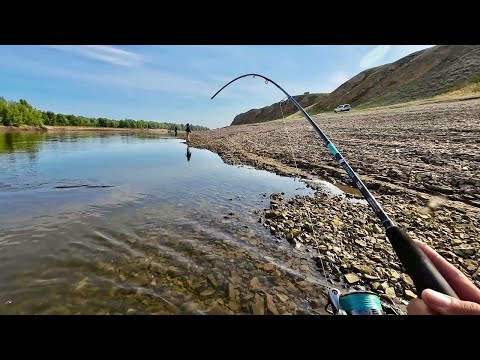 Видео: ОХ#%ЕТЬ! ПОПРОБУЙ УДЕРЖИ УДОЧКУ ПОСЛЕ ТАКОГО! РЫБАЛКА ЛЕТОМ НА ВОЛГЕ