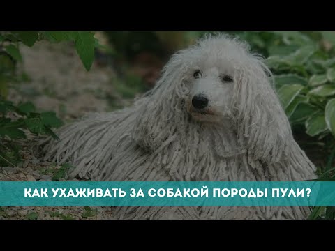 Видео: Как ухаживать за собакой породы Пули?