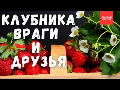 Видео: Клубника для ленивых | Большой урожай клубники гарантирован | Органическое выращивание клубники