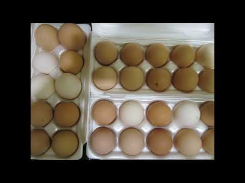 Видео: Красный клещ. Пухопероед. Вши. Блохи и.т.д. Способ борьбы и препараты.