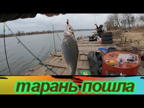 Видео: Тарань ПОШЛА /Рыбалка 16 марта / Днестр / 42 км