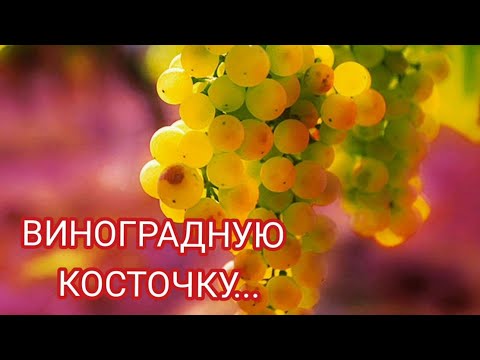 Видео: ВАХТАНГ КИКАБИДЗЕ - ВИНОГРАДНАЯ КОСТОЧКА. Самая лучшая песня и самый лучший её исполнитель.