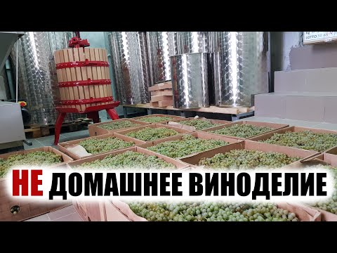 Видео: Как идет уборка винограда. Виноделие, вино для начинающих