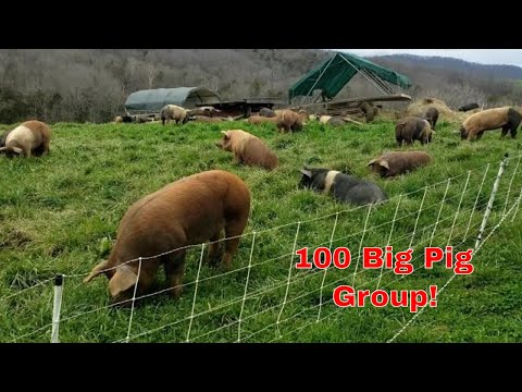 Видео: Групповой тур на 100 голов пастбищных свиней за 5 минут (свинина стоимостью 130 тыс. долларов) #ф...