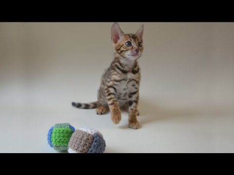 Видео: Мячик для котёнка / вяжем из остатков пряжи