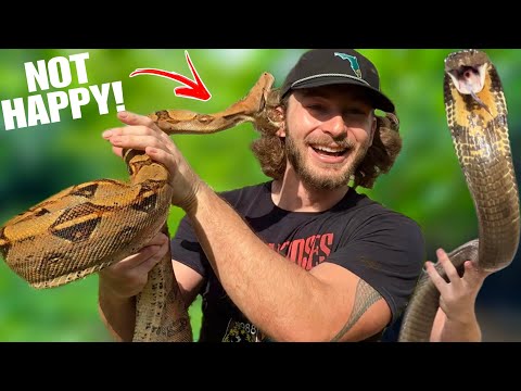 Видео: НОВАЯ Змея НЕ дружелюбна!