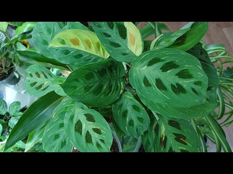 Видео: Стремлюсь к эффекту джунглей😁☘️🌿🍀