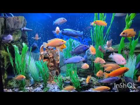 Видео: Мальки гибрида Хаплохромиса-василькового-123шт., +41 малёк Пиндани-Соколофа, всего=164 малька.