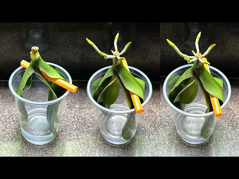 Видео: Если вы сделаете это, любая орхидея очень быстро укоренится.