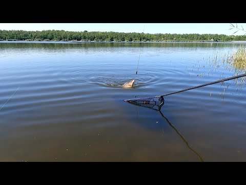 Видео: СЕЛО ДОБРОПОЛЬЕ  - ЧАПАИ...  РИБАЛКА НА ФЛЕТ..   05.06.23г